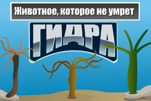 Почему не получается зайти на кракен